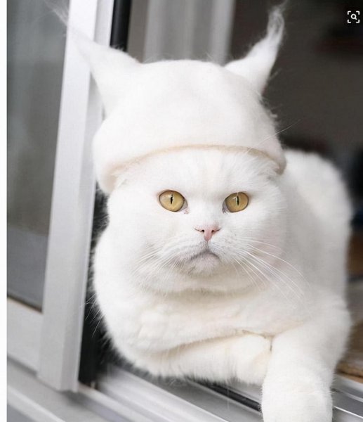 为什么不建议养英短蓝白