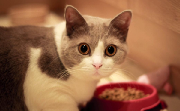 为什么不建议养英短蓝白