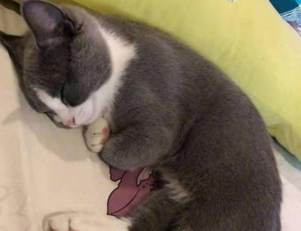 为什么不建议养英短蓝白