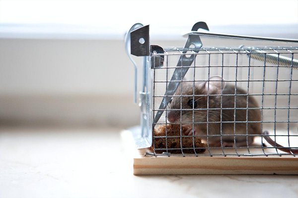 家里有老鼠怎么办才能快速驱赶