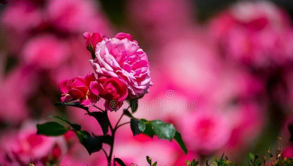 女生正缘来到的征兆