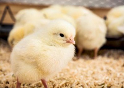 小鸡孵化的温度是多少摄氏度 孵化小鸡要多少度最适宜