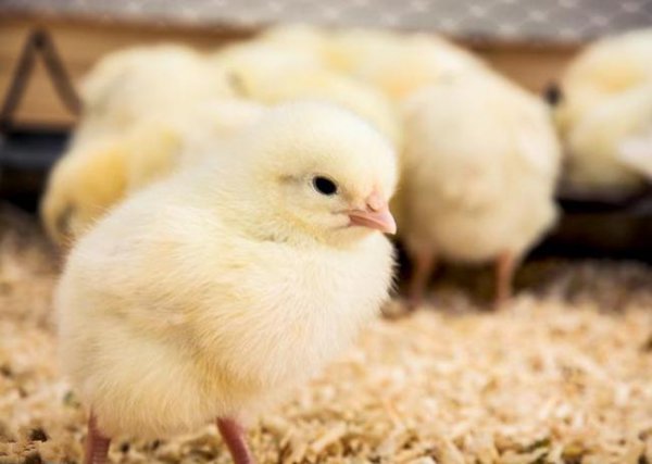 小鸡孵化的温度是多少摄氏度