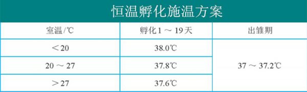 小鸡孵化的温度是多少摄氏度