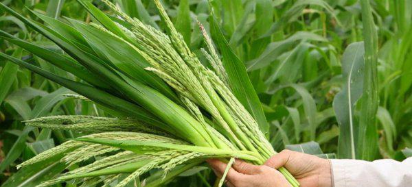 农业大学都有什么专业