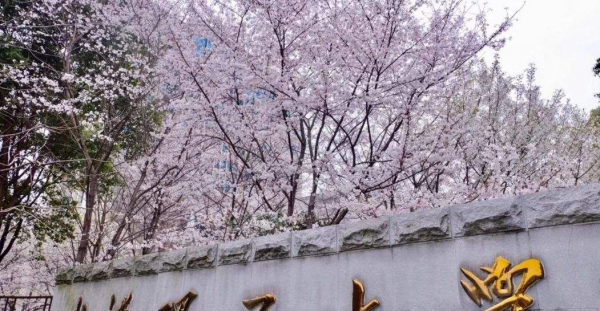 为什么武汉理工叫984.5