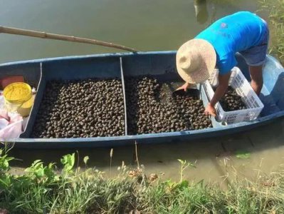 养一亩田螺有多少利润 养殖一亩田螺的产量及效益分析