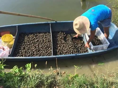 养一亩田螺有多少利润