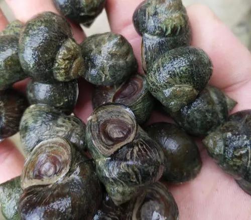 养一亩田螺有多少利润