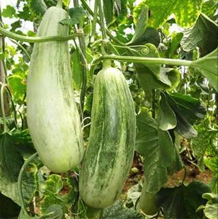 青县属于哪个市