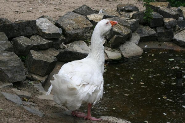 蛇一般几月份出来活动