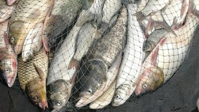 钓白鲢鱼用什么饵料最好 最适合钓鲢鳙的三种饵料