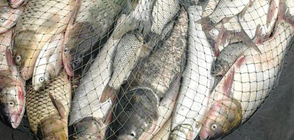 钓白鲢鱼用什么饵料最好