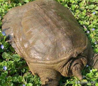 甲鱼怎么钓效果最好 一钩一线一饵就可以快速钓到甲鱼