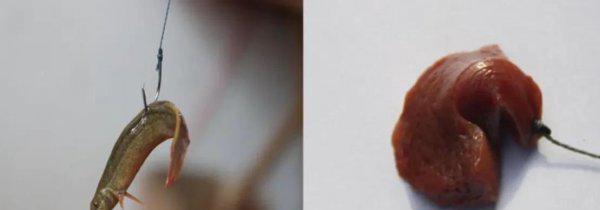 甲鱼怎么钓效果最好