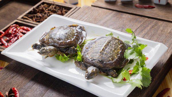 甲鱼怎么钓效果最好