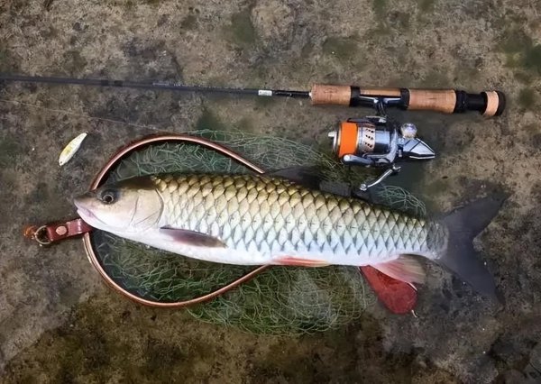 路亚和台钓的区别