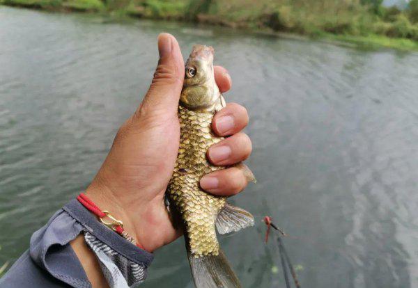 初夏钓鲫鱼用什么饵料最好