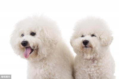 串串比熊和纯比熊的区别 纯比熊和串比熊性格有什么不同