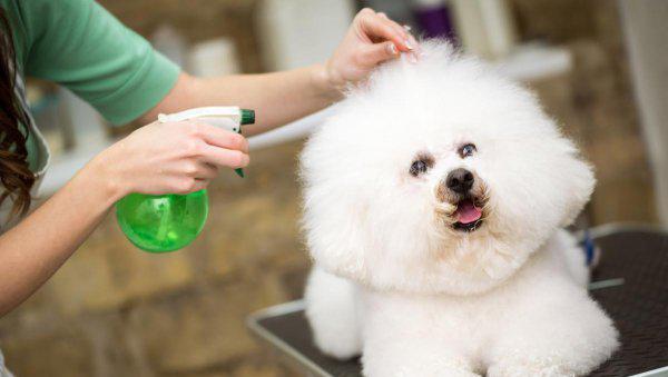 串串比熊和纯比熊的区别