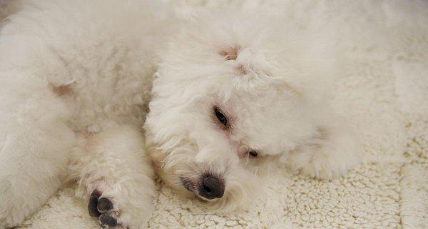 串串比熊和纯比熊的区别