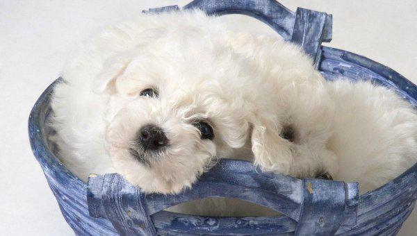 串串比熊和纯比熊的区别