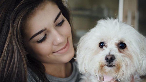 串串比熊和纯比熊的区别