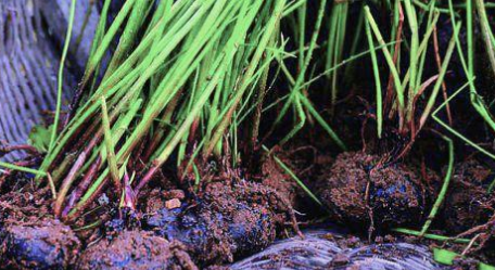 古代慈禧的玉藕怎么用