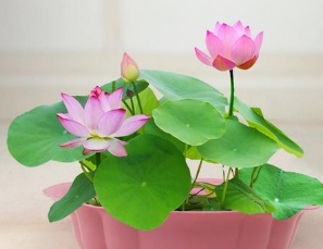 古代慈禧的玉藕怎么用