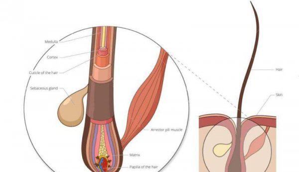 头发软又细又少怎么办