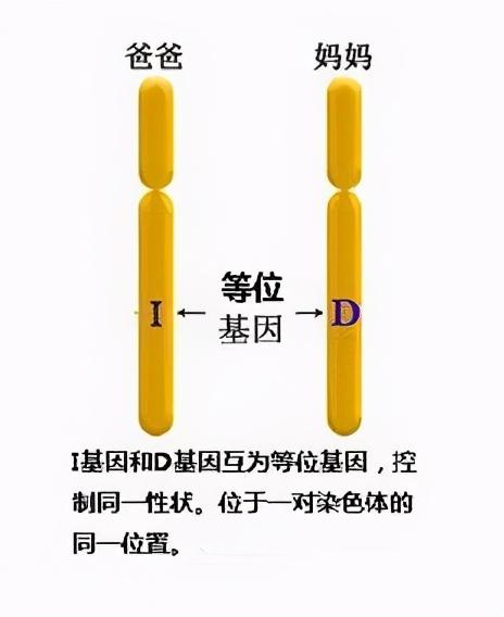 黑人血统几代会消失