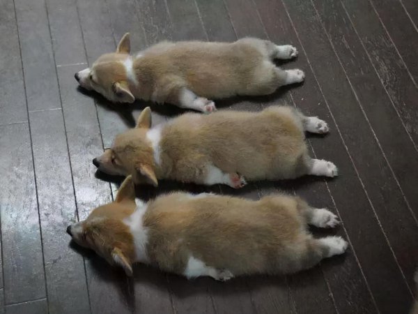 黑人血统几代会消失