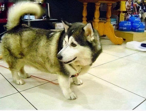 黑人血统几代会消失