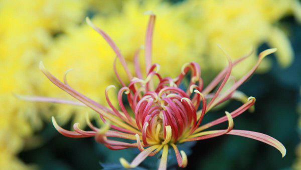 张家港是哪个省属于哪个市