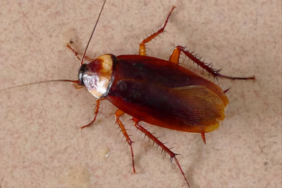 屋里全撒洗衣粉能除蟑螂吗 5招就能彻底消除家里蟑螂