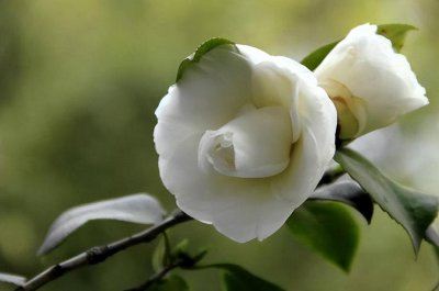 五星级酒店香味类型 为什么五星级酒店的空气中有香味