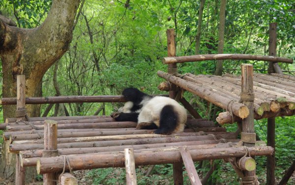 熊猫的特点和爱好是什么