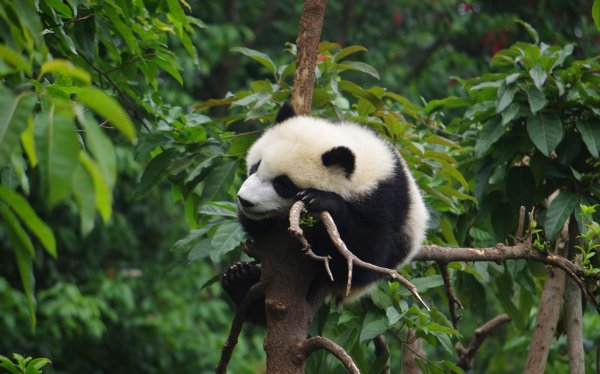 熊猫的特点和爱好是什么