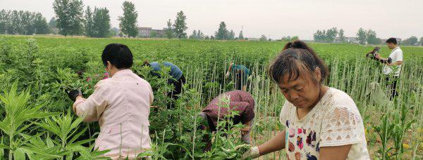 艾草种植利润怎么样