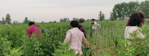 艾草种植利润怎么样