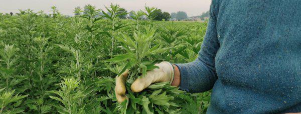 艾草种植利润怎么样