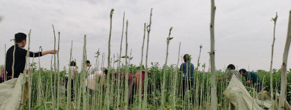 艾草种植利润怎么样