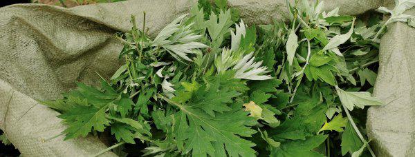 艾草种植利润怎么样