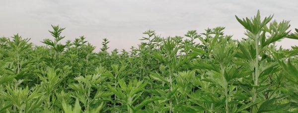 艾草种植利润怎么样