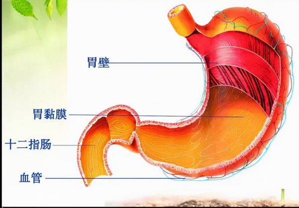 为什么吃播吃那么多还不胖