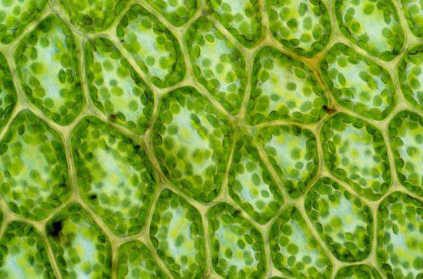 植物最不喜欢什么颜色的光