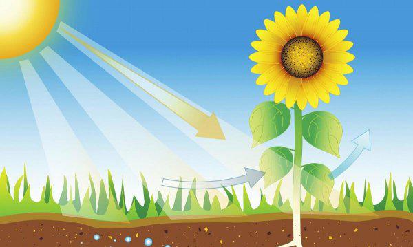 植物最不喜欢什么颜色的光