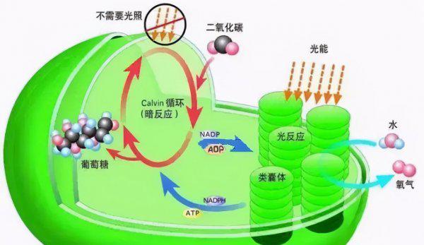 植物最不喜欢什么颜色的光
