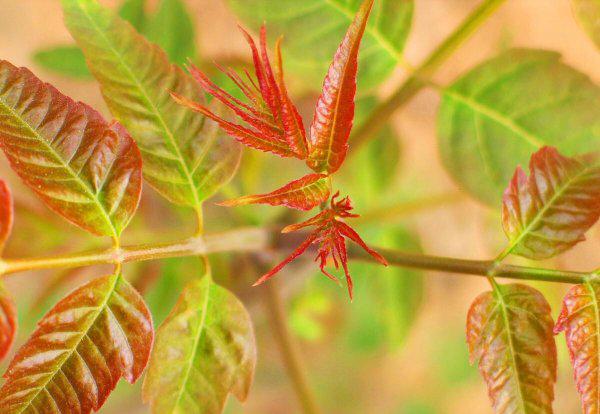 植物最不喜欢什么颜色的光