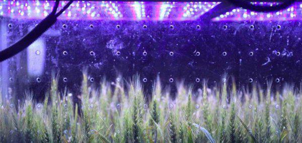 植物最不喜欢什么颜色的光